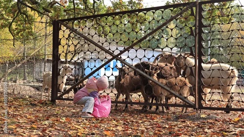 Wallpaper Mural Little girl feeding goats with fresh cabbage leaves at a farm or petting zoo Torontodigital.ca