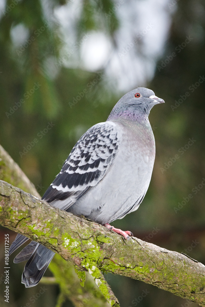 Fototapeta premium Rock Pigeon (Columba livia) perched on a tree branch, common species in the Czech Republic.
