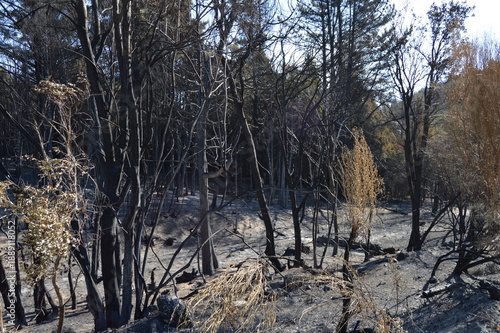Arboles quemados por incendio, Epeyuen, Sur Argentina