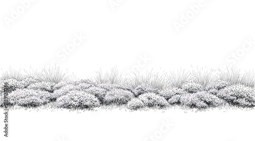 Vector illustration of a horizontal strip of snow‑covered shrubs and bushes, showcasing dense foliage blanketed in winter snow for seasonal design, decoration, ecological studies, landscape projects, 