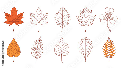 Variety of autumn leaf illustrations showcases different shapes and species such as maple and oak in warm orange and brown tones.