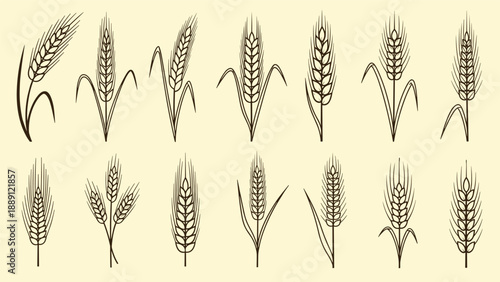 Array of wheat stalk illustrations shows different growth varieties for agriculture, farming, and food industry branding projects.