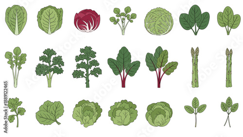 Comprehensive collection of green leafy vegetable icons includes lettuce, kale, spinach, and asparagus for healthy food guides.