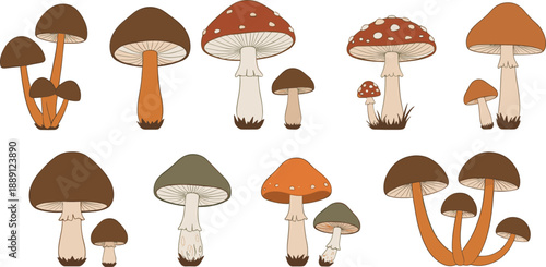 Set of wild mushrooms vector illustration, autumn forest fungi collection including edible and poisonous toadstools for nature design