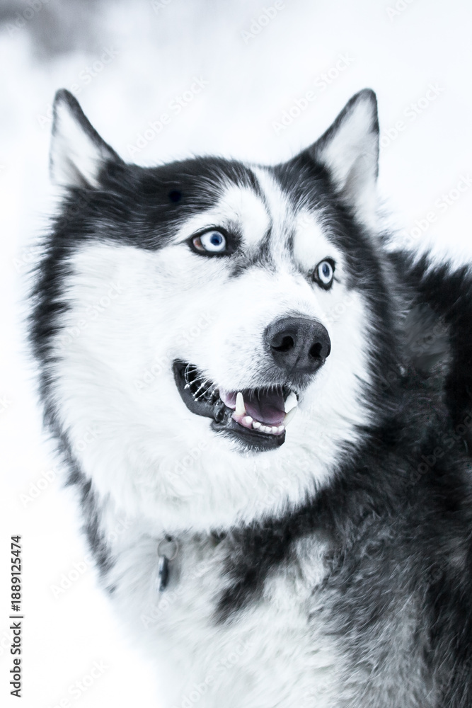 Obraz premium A close-up of a Siberian husky with bright blue eyes, frost on its muzzle, and its tongue hanging out during a walk in the snow. 