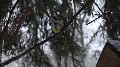 Wallpaper Mural Great tit bird sitting on a pine branch looking at camera and flying away Torontodigital.ca