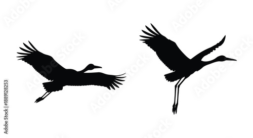 Two graceful birds in flight captured in a striking black and white silhouette