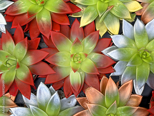 Foto pianta succulente echeveria miranda