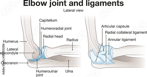Elbow joint anatomy with ligaments capsule and lateral structures illustration