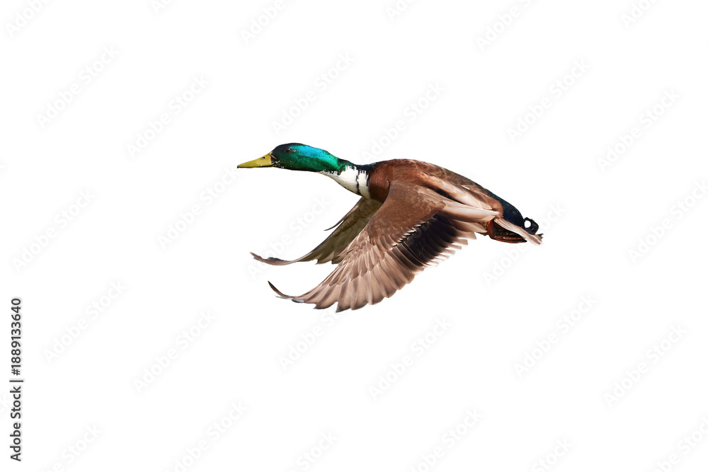 Obraz premium Mallard male duck bird in flight isolated ( Anas platyrhynchos )