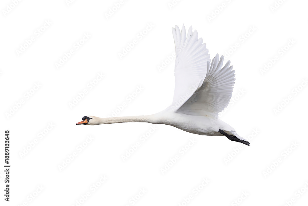 Obraz premium Mute swan in flight isolated (Cygnus olor)