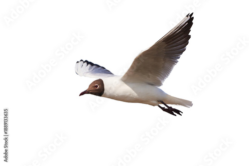 Black-headed gull in flight (Chroicocephalus ridibundus)
