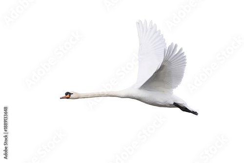 Mute swan in flight isolated (Cygnus olor)