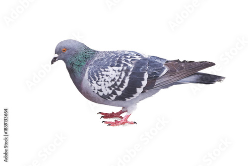 Pigeon bird isolated. Columbidae family