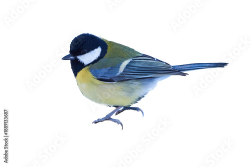Great tit bird isolated ( Parus major )