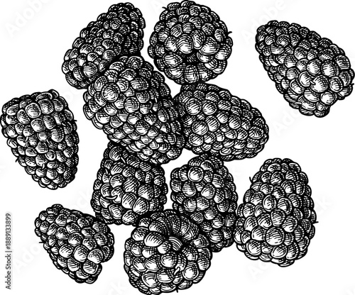 Handful of blackberries. Isolated ink sketch. Hand drawn vintage engraving illustration.