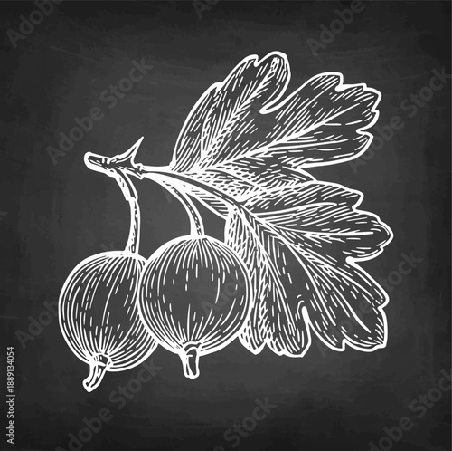Gooseberry branch drawn in chalk style on a chalkboard background. Vintage illustration.