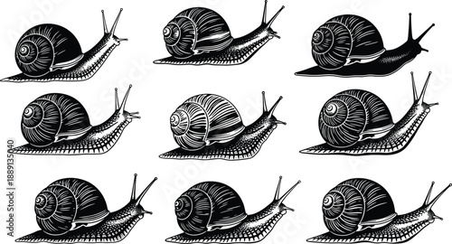 Black and white snail silhouettes set with shells for garden nature background and biological mollusk wildlife