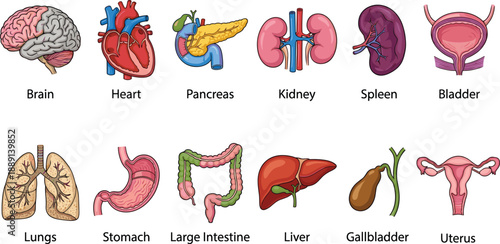 Labeled human organ cartoon set, anatomy icons, educational biology sketch, internal body parts - flat vector illustration