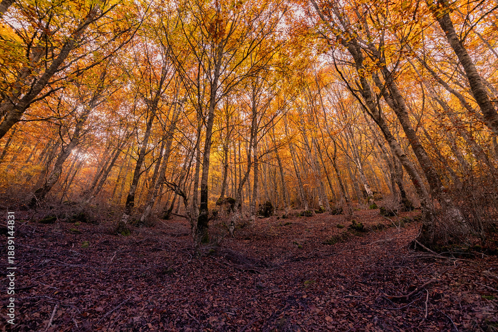 Fototapeta premium El bosque en otoño. Para contemplar una paleta de colores rica en matices, basta con detenerse a observar un bosque en otoño.