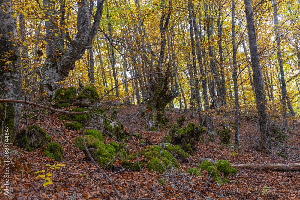 Obraz premium El bosque en otoño. Para contemplar una paleta de colores rica en matices, basta con detenerse a observar un bosque en otoño.