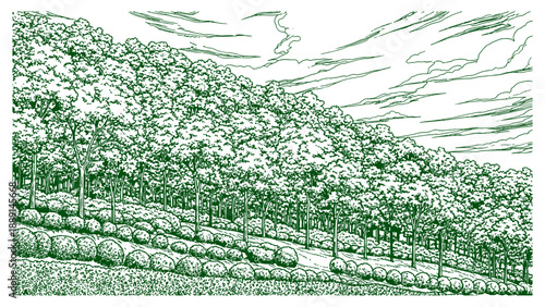 Green landscape illustration of forest on a mountain slope with trees, sky, and bushes, detailed hand-drawn art for scenic print design.