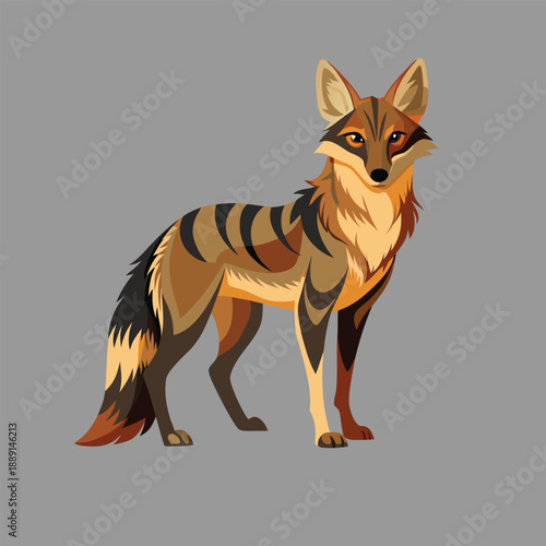 A JACKAL