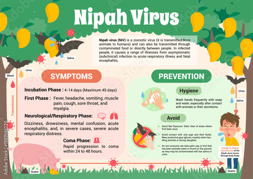 Nipah Virus infographic poster design. Transmission, symptoms and prevention