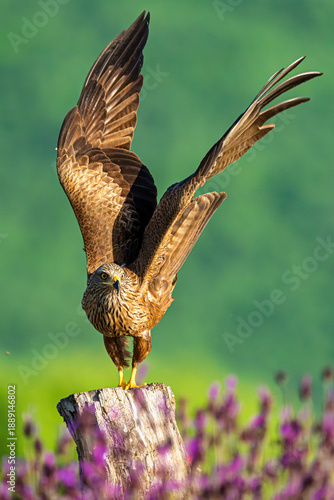 Photos Red tailed hawk (Milvus milvus) preparing to take flight from a tree trunk