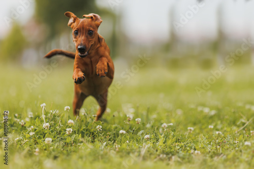 Schilderij op canvas A miniature pinscher puppy outside in a park