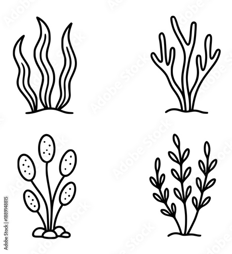 4 illustrations of algae in outline version, for coloring