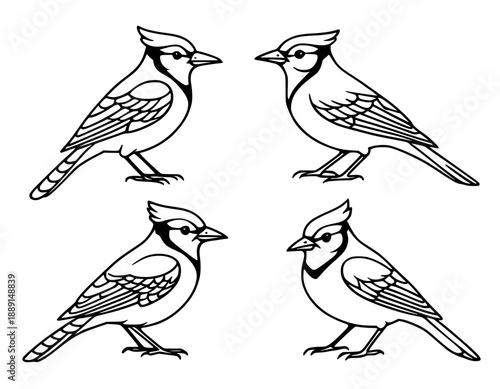 4 jaybird illustrations in outline version, for coloring