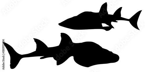 Two Black Silhouettes of Bowmouth Guitarfish or Shark Ray isolated on transparent background. Rhina ancylostoma. Mud skate. Vector illustration.  