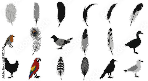 Vector set of various bird feathers and different bird species, black and white, colorful, isolated on white