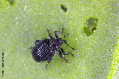 Lundy Cabbage Weevil or Cabbage Leaf Weevil, Ceutorhynchus contractus. A tiny beetle that feeds on various crops. An adult insect on a rocket leaf, in which it has eaten holes.