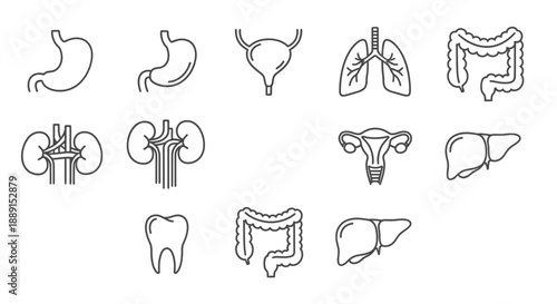 Human Internal Organs Icons Set – Anatomy Line Art Symbols for Medical & Education Design