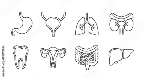 Human Internal Organs Icons Set – Anatomy Line Art Symbols for Medical & Education Design