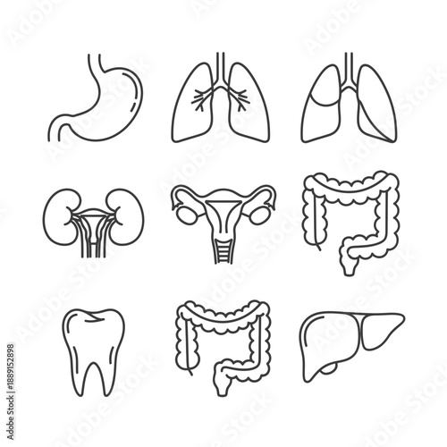 Human Internal Organs Icons Set – Anatomy Line Art Symbols for Medical & Education Design
