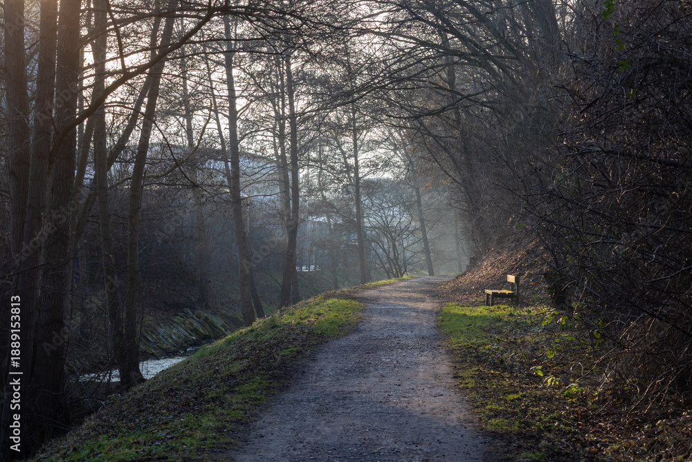 Obraz premium A path through a forest with a bench on the side
