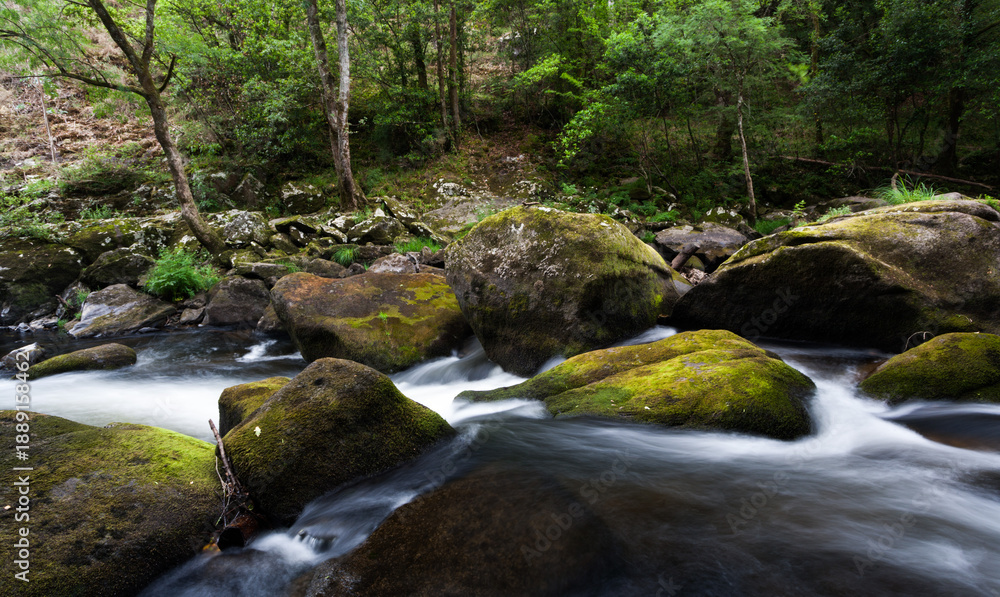 Fototapeta premium river in movement in the forest