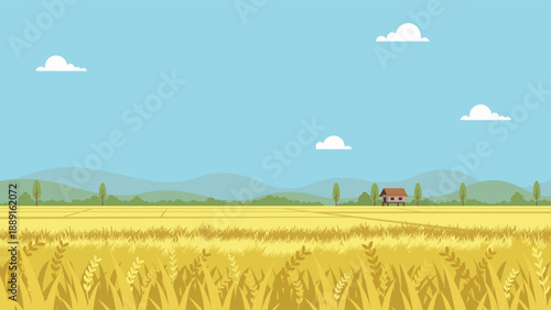 Agricultural Scenery with Rolling Hills and Summer Sky.Golden rice field during harvest season