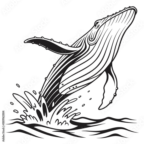 A majestic humpback whale breaches the ocean surface in a striking black silhouette high quality professional