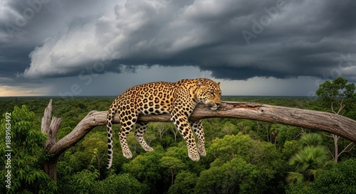 Majestic leopard resting on tree branch in lush forest before storm