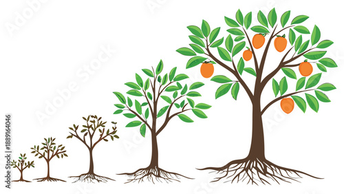 Mango tree growth stages illustrated from seedling to maturity a striking silhouette high quality professional detailed