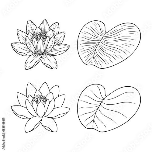 Water lily - july birth month flower, line art vector set in monochrome style. Hand drawn botanical illustration. Floral sketch expressing individuality, minimalism and tattoo design concepts.