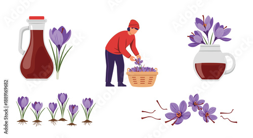 Saffron cultivation and processing depicted with flowers, harvested threads, oil, and a worker gathering blooms, illustrating the journey from plant to product.