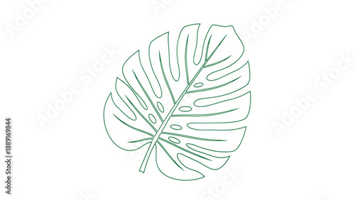 Detailed green line art drawing of a tropical monstera leaf, showcasing its unique split shape and natural veins on a clean white background.