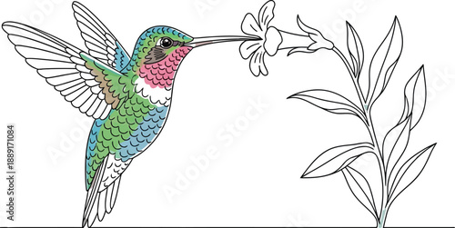 Colorful hummingbird with long beak hovering in flight to delicately sip nectar from a pale, elongated tubular flower bloom against a stark white background
