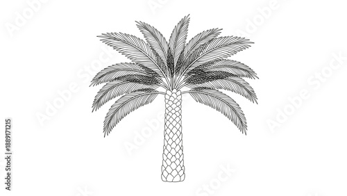 Elaborate black and white etched illustration of a mature palm tree with a highly textured trunk and many detailed fan-like fronds for design.