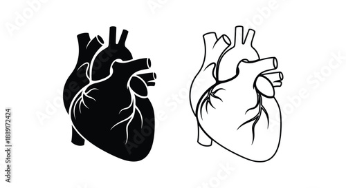Anatomical hearts one solid black and one white outline illustration